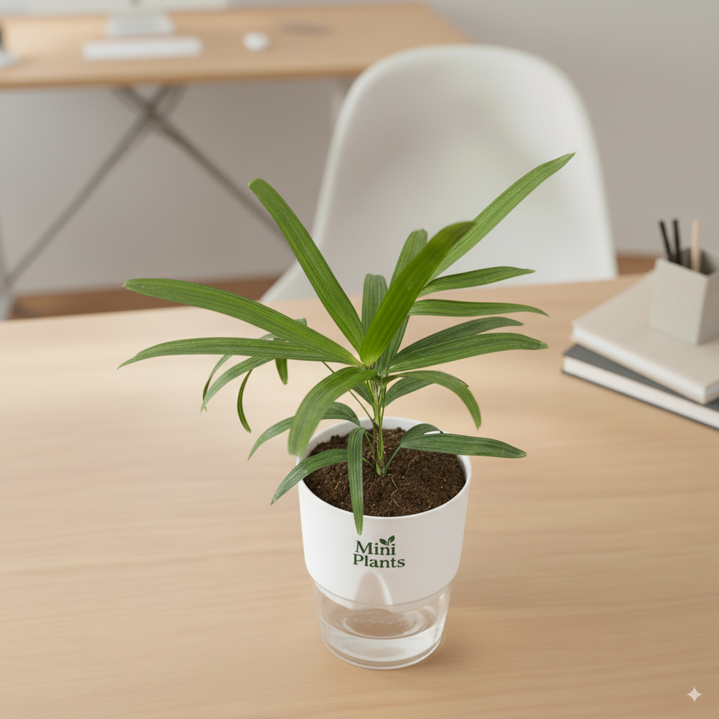 Lady Finger Palm With Self Watering Pot - Image 4