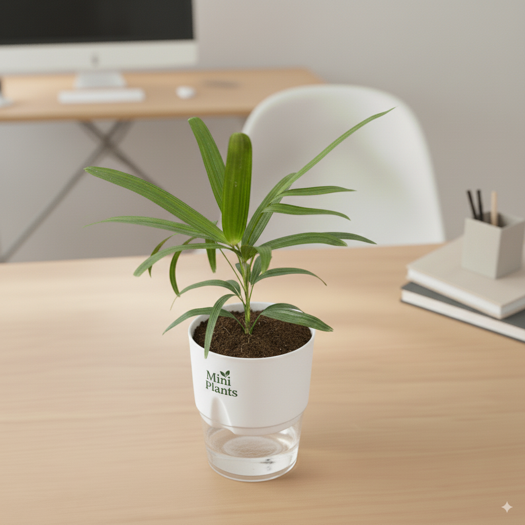 Lady Finger Palm With Self Watering Pot - Image 5